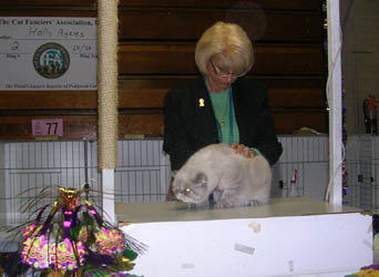 bonus cat show